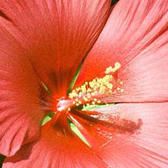 Extrait d&apos;hibiscus