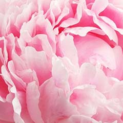 Extrait de fleur de pivoine du Mont Jiri