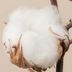 Cellules souches de coton arabe