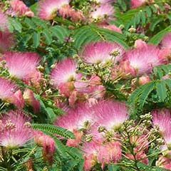 Combinaison d&apos;extrait d&apos;Albizia Julibrisin et d&apos;extrait de Siegesbeckia
