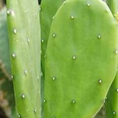 Extrait de cactus Opuntia