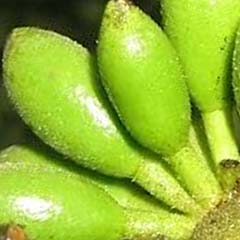 Extrait d&apos;Enantia Chlorantha